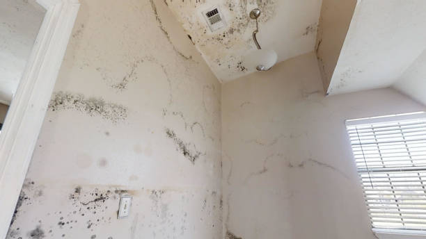 Environmental Consulting for Mold Prevention in Tumwater, WA